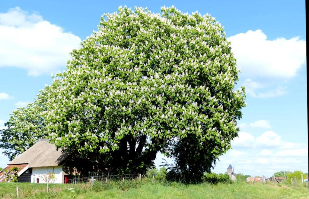 Heimwee naar Dalfsen